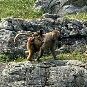Hamadryas Baboons (Papio hamadryas)