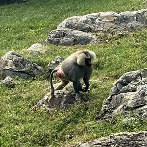 Hamadryas Baboon (Papio hamadryas)