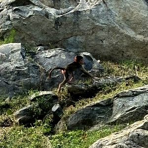 Hamadryas Baboon (Papio hamadryas)