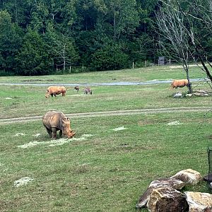 Southern White Rhinoceroses (Ceratotherium simum simum) and Fringe-Eared Oryxes (Oryx beisa callotis)