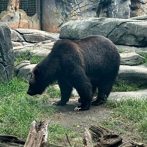 Grizzly Bear (Ursus arctos horribilis)