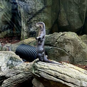 North American River Otter (Lontra canadensis)