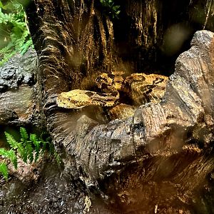 Timber Rattlesnake (Crotalus horridus)