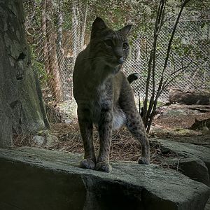 Bobcat (Lynx rufus)