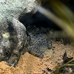 Gopher Frog (Lithobates capito)
