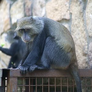 Sykes' Monkey (Cercopithecus albogularis)