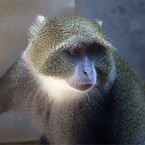 Sykes' Monkey (Cercopithecus albogularis)