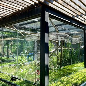 Yellow-throated Marten Exhibit