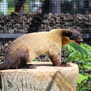 Yellow-throated Marten
