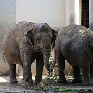 Asian Elephant