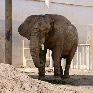 African Elephant Bull