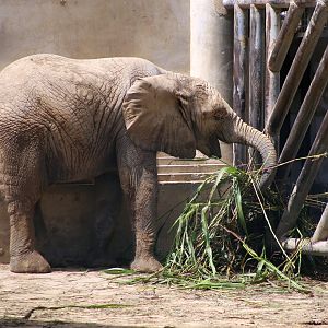 Pan-Liu-Yi, the 2-year-old African Elephant Calf