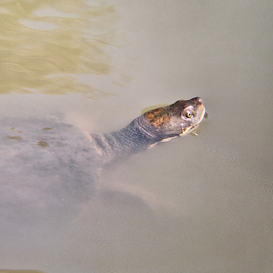 Eastern Short-necked Turtle (Emydura macquarii)