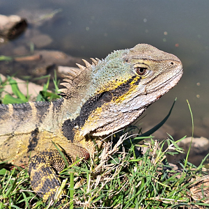 Eastern Water Dragon (Intellagama lesueurii lesueurii)