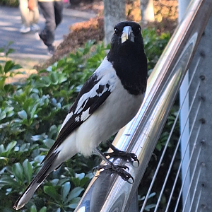 Pied Butcherbird