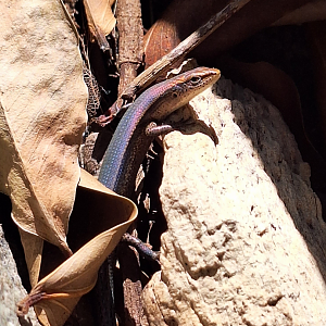 Dark-flecked Garden Sunskink (Lampropholis delicata)