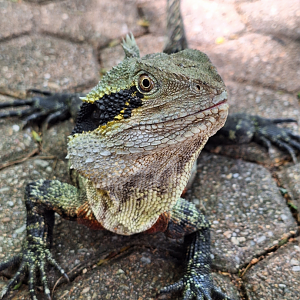 Eastern Water Dragon (Intellagama lesueurii lesueurii)