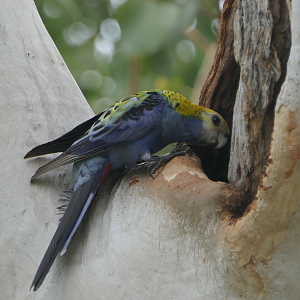 Pale-headed Rosella
