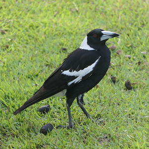 Australian Magpie
