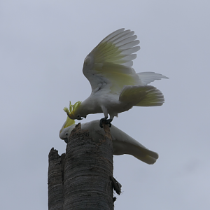Sulphur-crested Cockatoo
