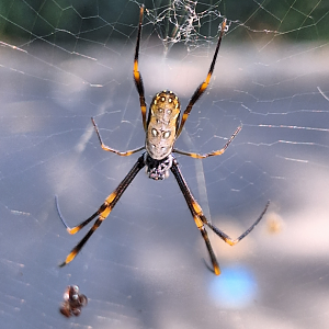 Tiger Spider (Trichonephila plumipes)