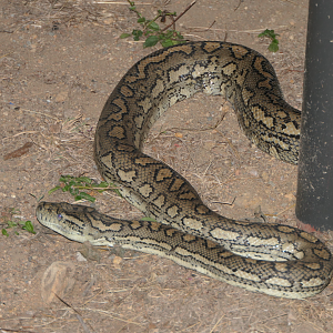 Coastal Carpet Python (Morelia spilota mcdowelli)