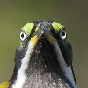 Blue-faced Honeyeater