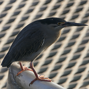 Striated Heron