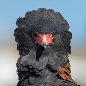 Bateleur Eagle, ZSL Whipsnade, UK