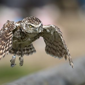 Burrowing Owl, ZSL Whipsnade, UK