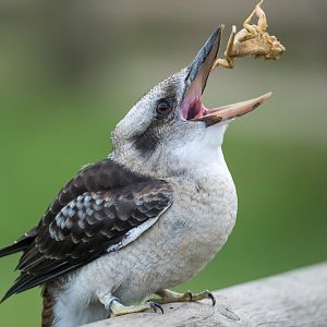 Kookaburra, ZSL Whipsnade, UK