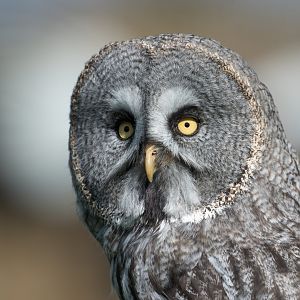 Great Grey Owl, ZSL Whipsnade, UK