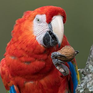 Scarlet Macaw, ZSL Whipsnade, UK