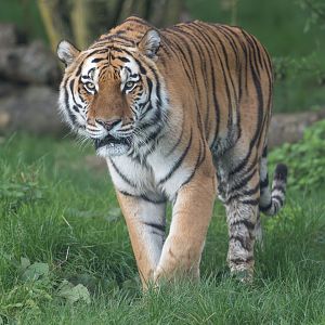 Amur tiger (m), Miron, ZSL Whipsnade, UK