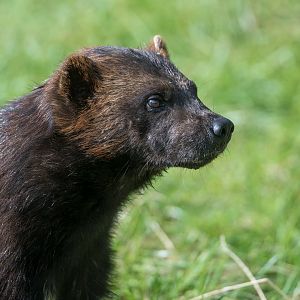 Wolverine (m), ZSL Whipsnade, UK