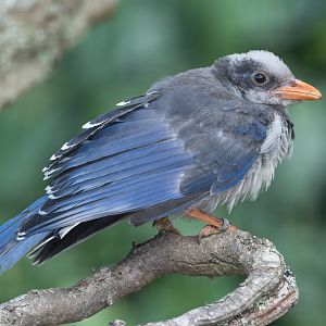 Juvenile Red Billed Magpie, ZSL Whipsnade, UK
