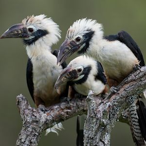 Visyan Tarictic Hornbills, ZSL Whipsnade, UK