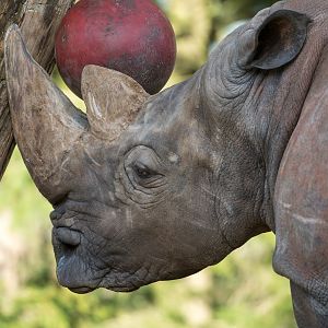 Southern White Rhino (m), ZSL Whipsnade, UK