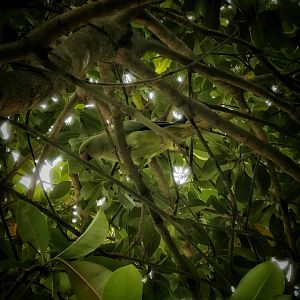 Rose-Ringed Parakeet