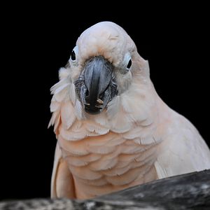 Salmon-crested Cockatoo Cacatua moluccensis