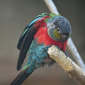 Crimson-bellied Parakeet Pyrrhura perlata