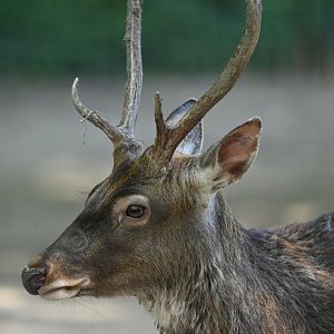 Javan rusa (Rusa timorensis)