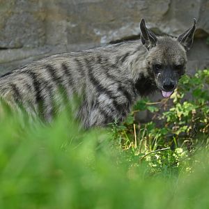 Striped hyena (Hyaena hyaena)