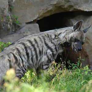Striped hyena (Hyaena hyaena)