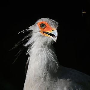 Secretarybird Sagittarius serpentarius