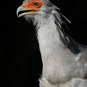 Secretarybird Sagittarius serpentarius