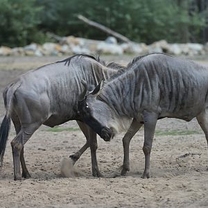 White-bearded wildebeest (Connochaetes taurinus albojubatus)
