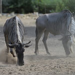 White-bearded wildebeest (Connochaetes taurinus albojubatus)