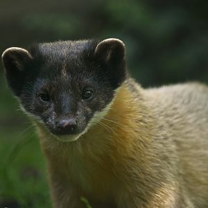 Yellow-throated marten (Martes flavigula)