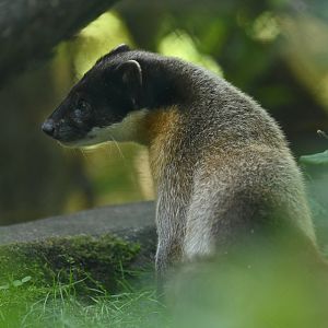 Yellow-throated marten (Martes flavigula)